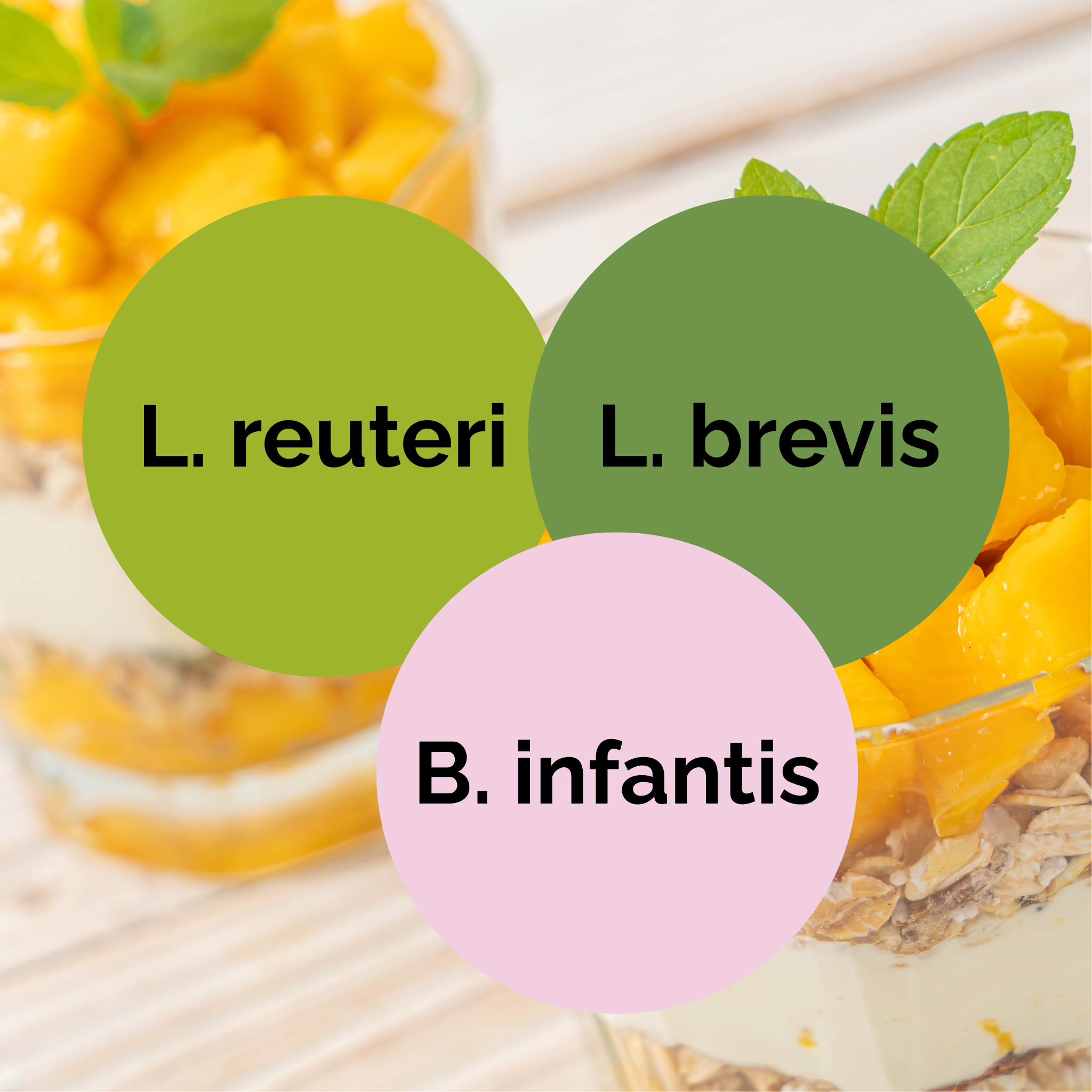 L. reuteri + L. brevis + B. infantis | Set Starter Yogurt | Kultur Starter | Paket 3 buah